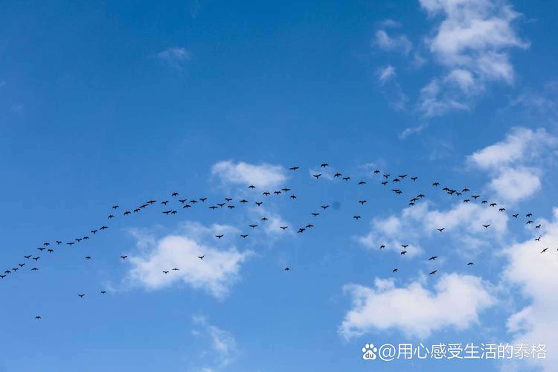 飞翔文化传媒